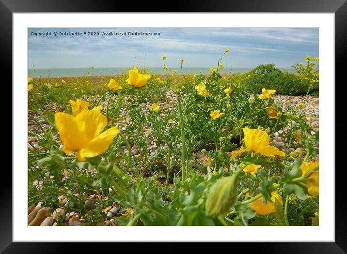 Yellow Horned Poppies  Framed Mounted Print by Antoinette B