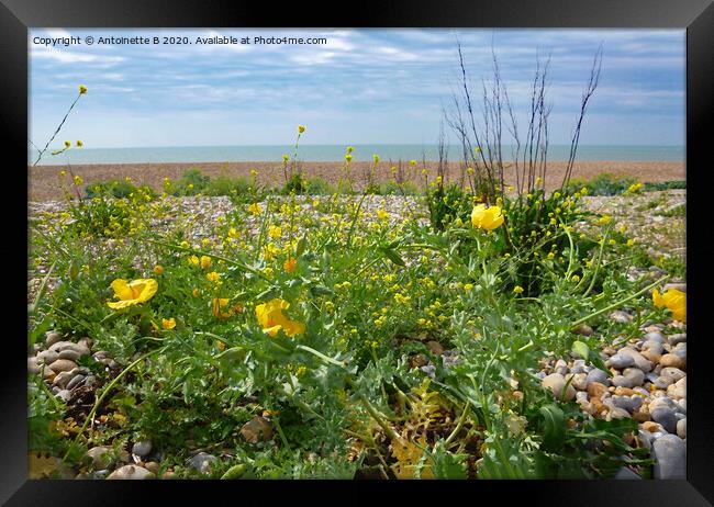 Wild flowers on a shingle beach  Framed Print by Antoinette B