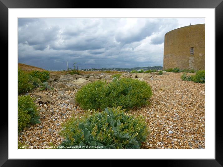 Martello Tower and Wild Sea Kale  Framed Mounted Print by Antoinette B