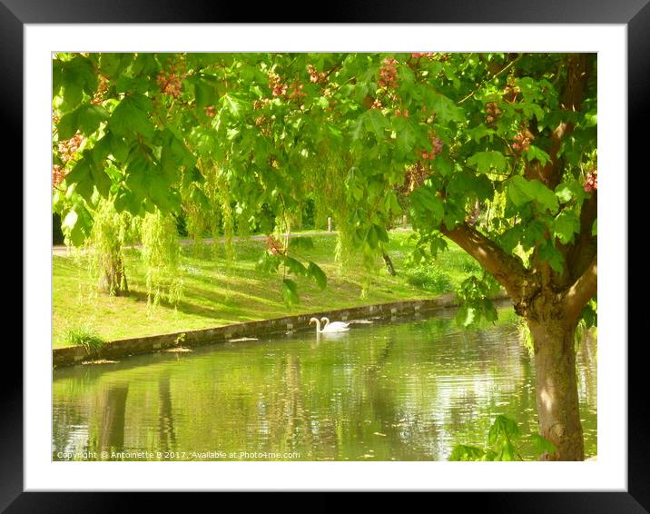 The Royal Military Canal In May  Framed Mounted Print by Antoinette B