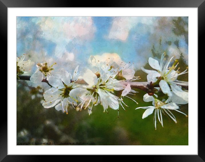  Hawthorn blossoms  Framed Mounted Print by Antoinette B