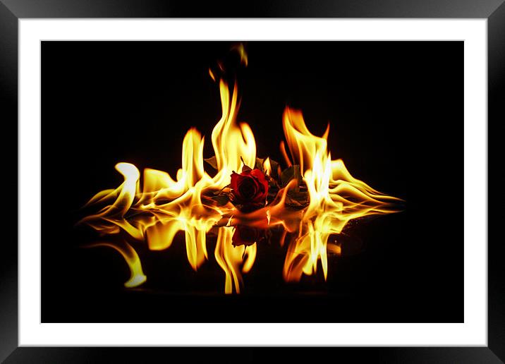 Burning Love Framed Mounted Print by Tony Fishpool