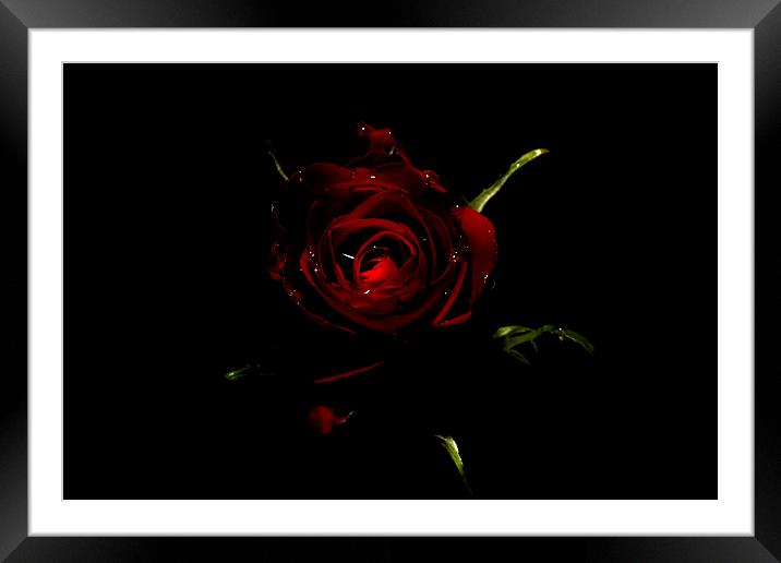 Rose Of Love Framed Mounted Print by Tony Fishpool