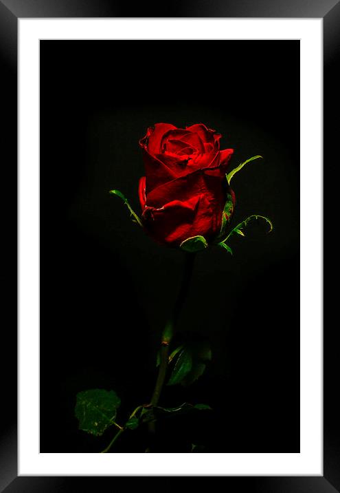 Single Rose Of Love Framed Mounted Print by Tony Fishpool