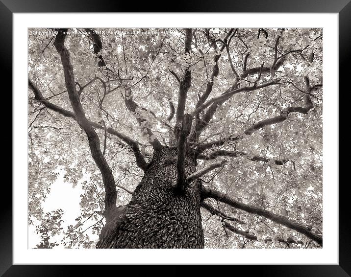 Tree Tops Framed Mounted Print by Tony Fishpool