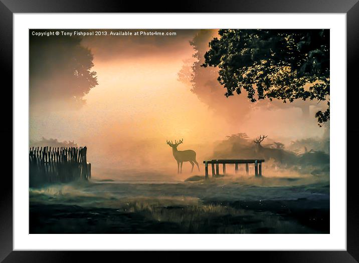 Deers In The Mist Framed Mounted Print by Tony Fishpool