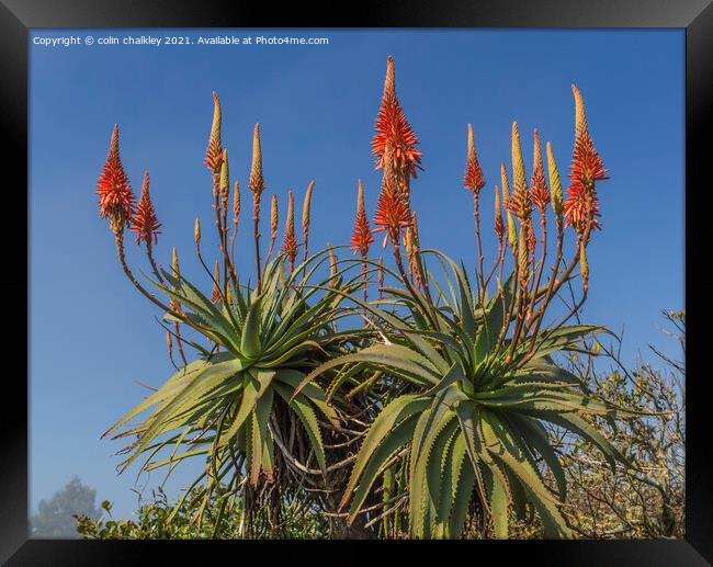 Aloe Vera in bloom Framed Print by colin chalkley
