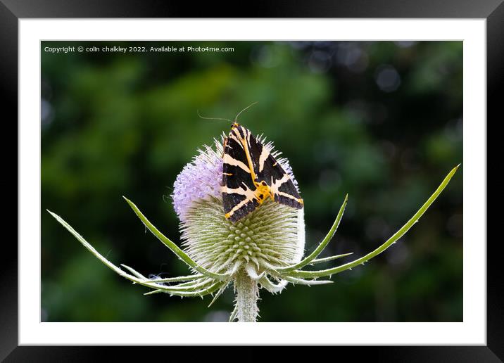 Jersey Tiger Moth Framed Mounted Print by colin chalkley