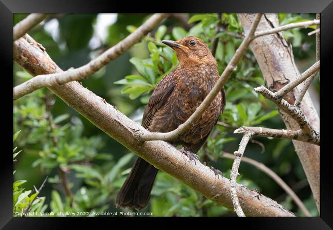Female Blackbird in the Woods Framed Print by colin chalkley