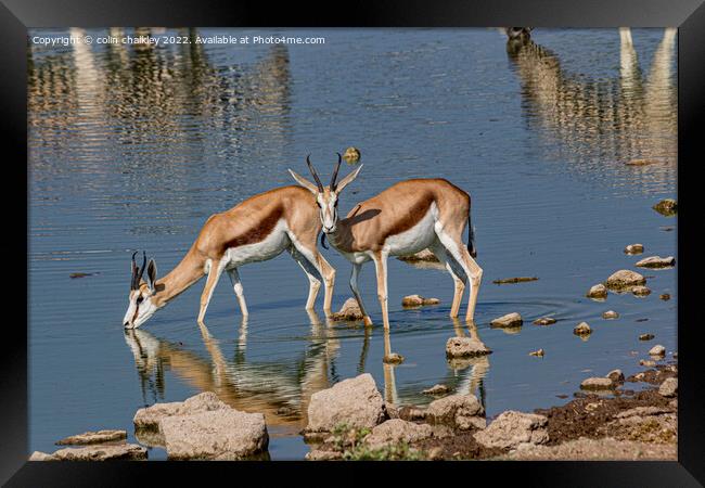 A pair of Springbok keeping cool in the Etosha Nat Framed Print by colin chalkley