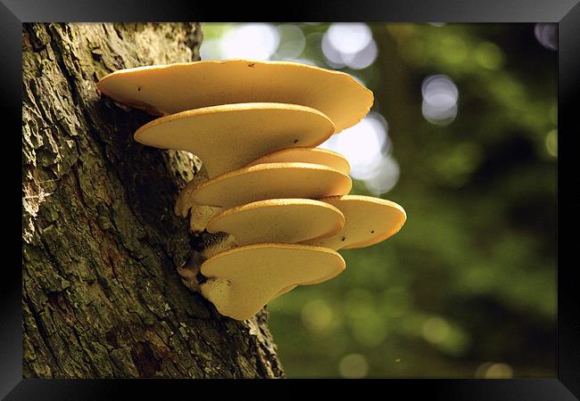 Yellow Tree Fungi Framed Print by colin chalkley