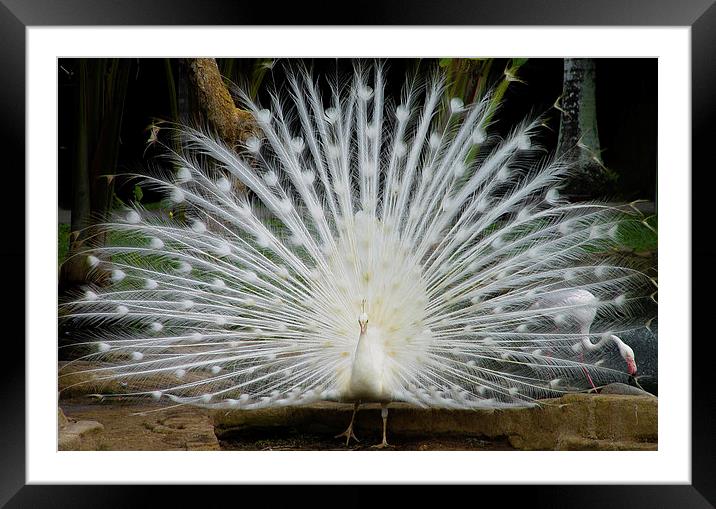 Singapore White Peacock Framed Mounted Print by colin chalkley