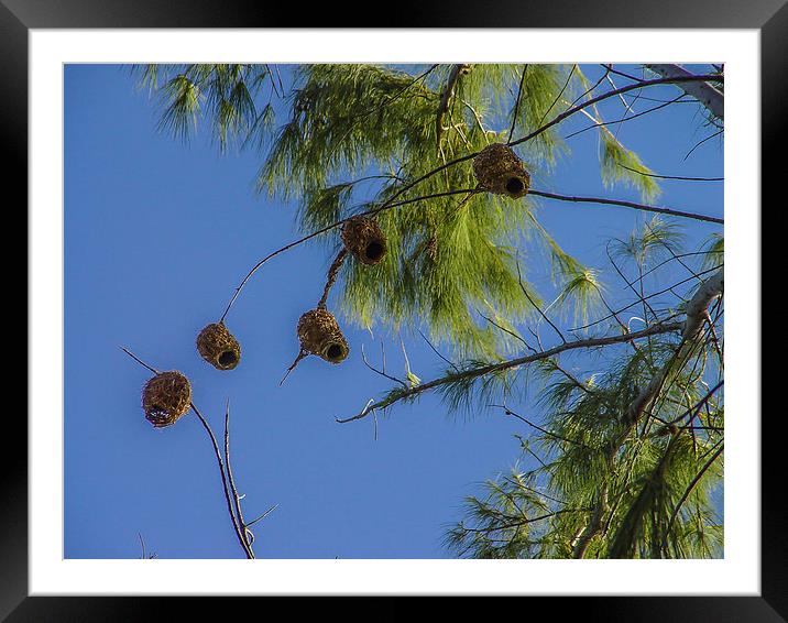 Collection of weaver bird nests Framed Mounted Print by colin chalkley