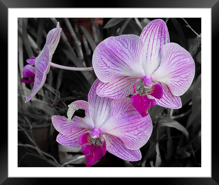 Sri Lanka : Orchid Framed Mounted Print by colin chalkley