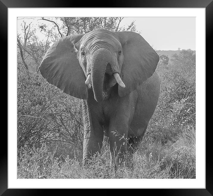 Kruger Elephant Framed Mounted Print by colin chalkley