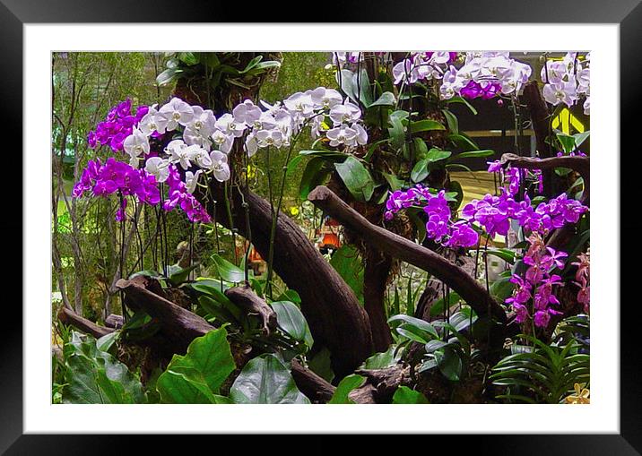 Singapore Changi Flowers Framed Mounted Print by colin chalkley