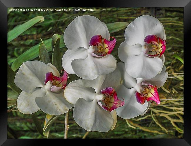 Orchid array in Chiang mai Framed Print by colin chalkley