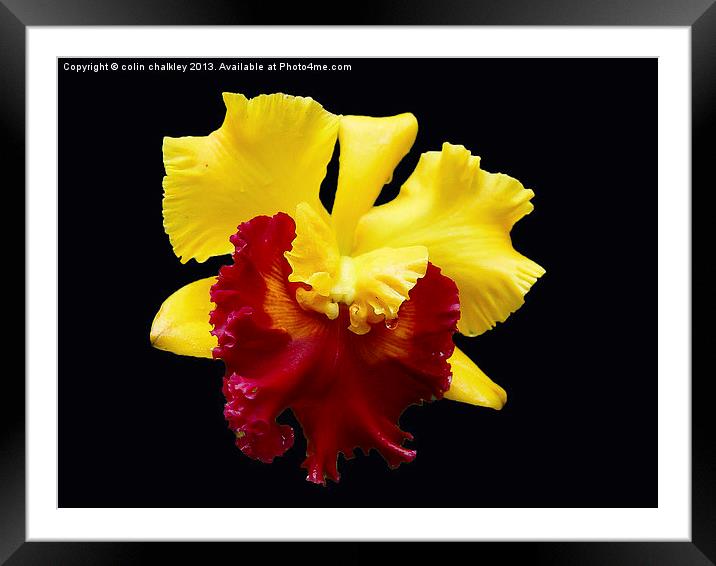 Orchid in Koh Samui Framed Mounted Print by colin chalkley