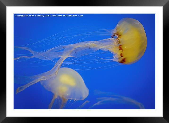 Ethereal Jellyfish Framed Mounted Print by colin chalkley