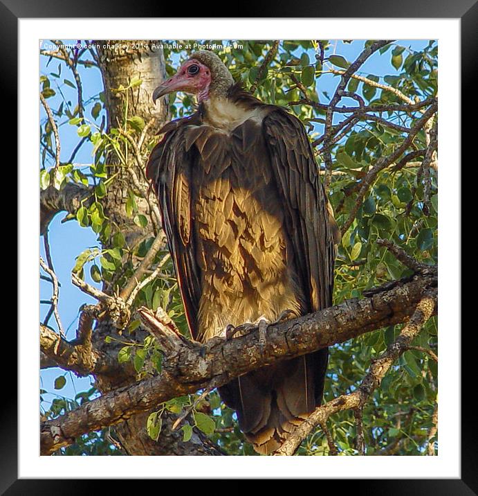 Vulture Framed Mounted Print by colin chalkley
