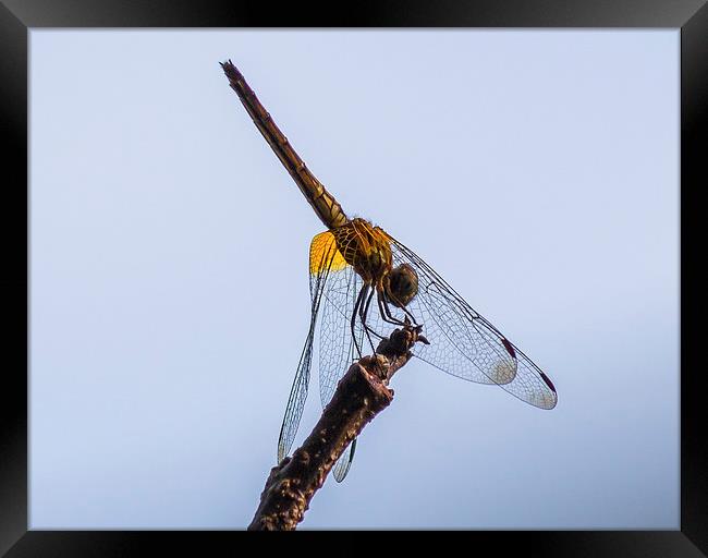Dragonfly Framed Print by colin chalkley