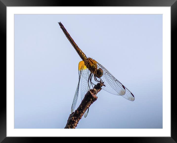 Dragonfly Framed Mounted Print by colin chalkley