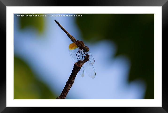 Dragonfly Framed Mounted Print by colin chalkley