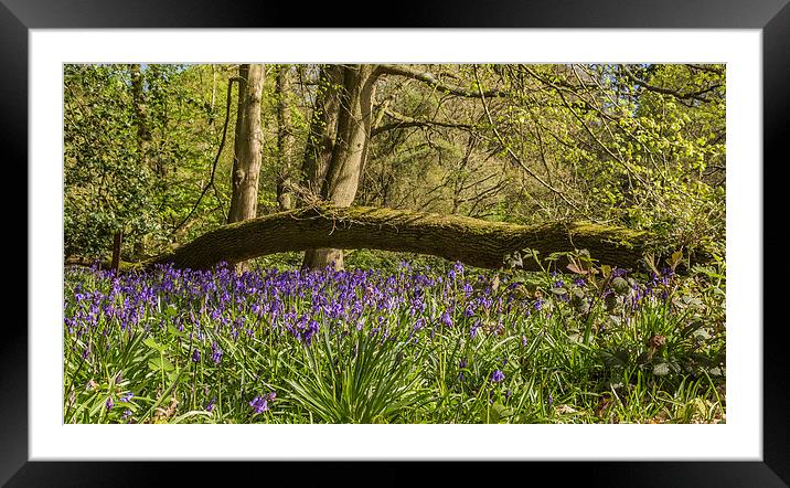 Bluebells in Ambarrow Woods, Sandhurst Framed Mounted Print by colin chalkley
