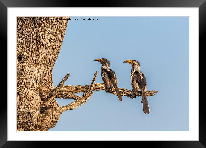Southern Yellow Billed Hornbill Framed Mounted Print by colin chalkley