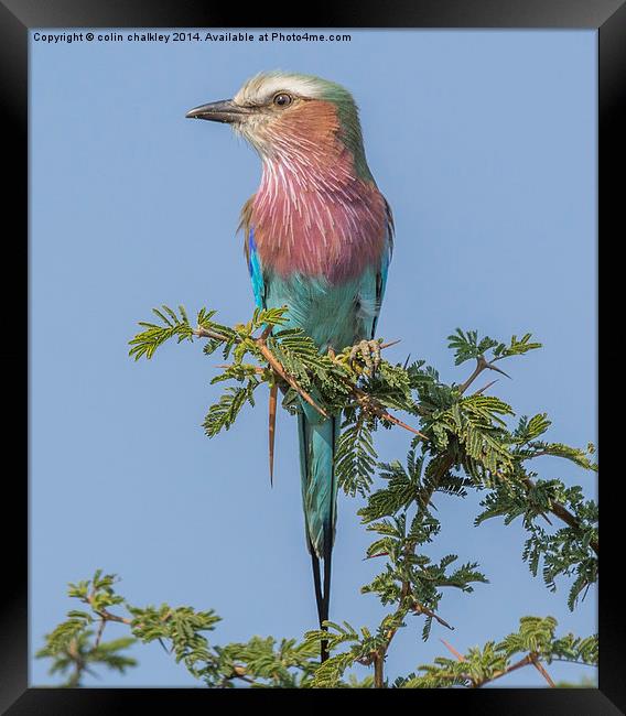 Lilac Breasted Roller Framed Print by colin chalkley