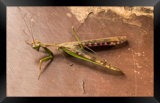 South African Praying Mantis Framed Print by colin chalkley
