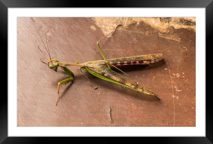 South African Praying Mantis Framed Mounted Print by colin chalkley