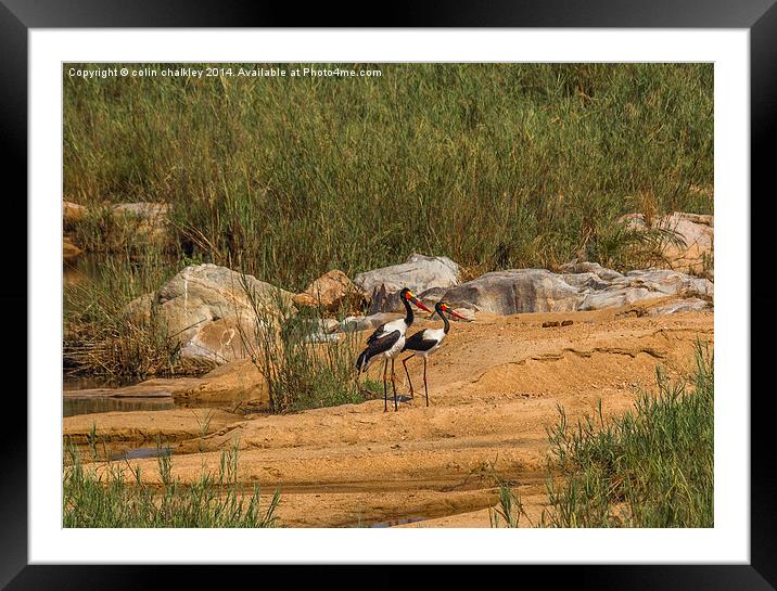 A pair of Saddle-Billed Storks Framed Mounted Print by colin chalkley