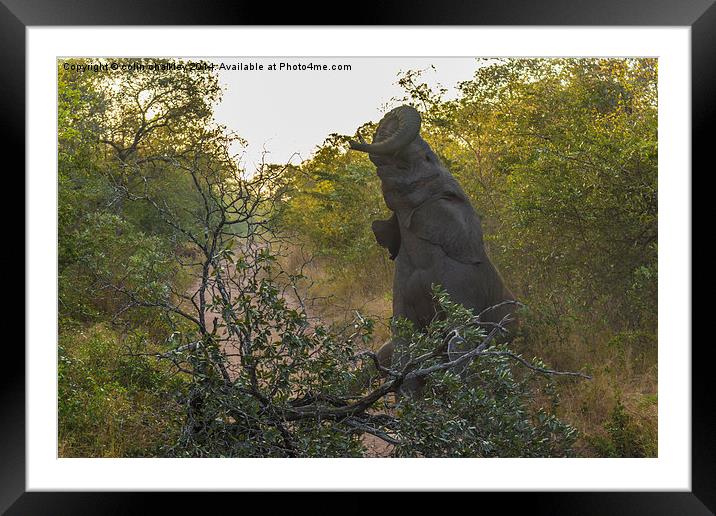 Mad Elephant!!! Framed Mounted Print by colin chalkley