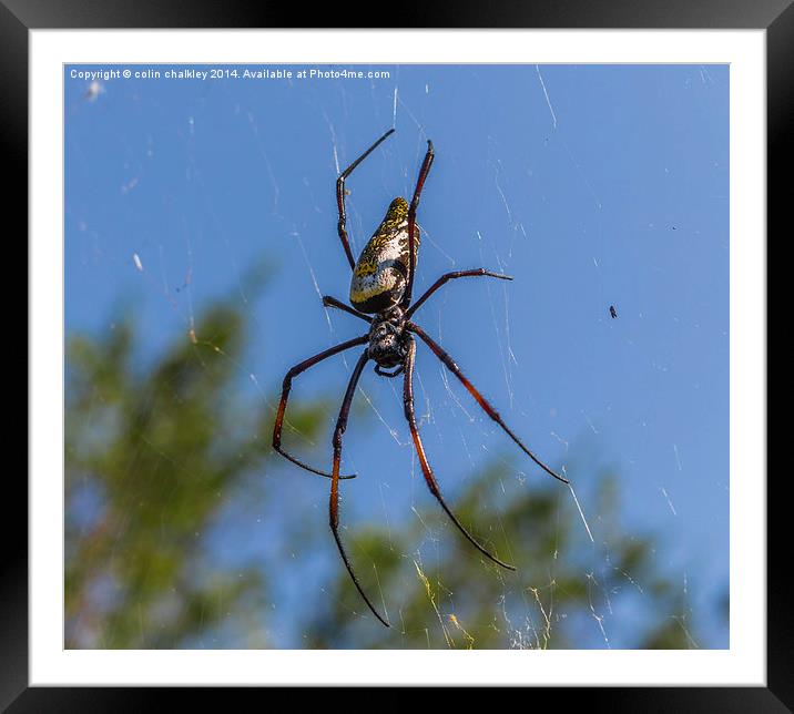 Pregnant Female Golden Orb Spider Framed Mounted Print by colin chalkley