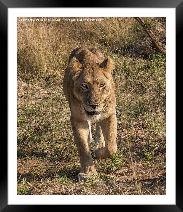 Lioness in Kruger Framed Mounted Print by colin chalkley