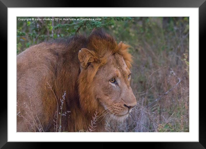 Lion in Kwa Madwala Reserve Framed Mounted Print by colin chalkley