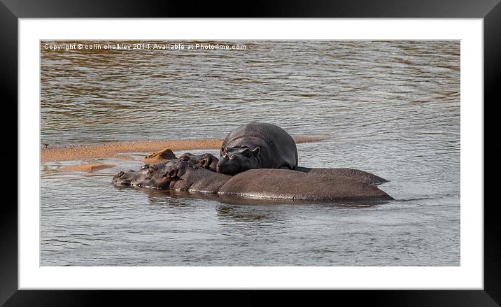Hippo Family in Kruger Park Framed Mounted Print by colin chalkley
