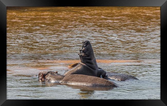 Family of Hippo in Kruger Park Framed Print by colin chalkley