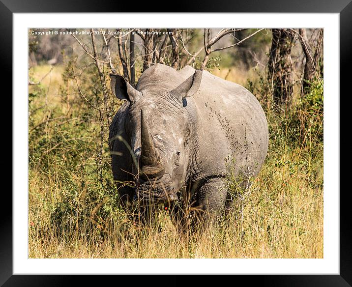African White Rhinoceros Framed Mounted Print by colin chalkley