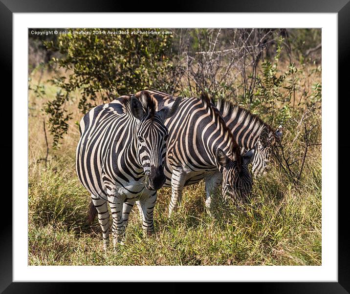 Trio of Zebra Framed Mounted Print by colin chalkley