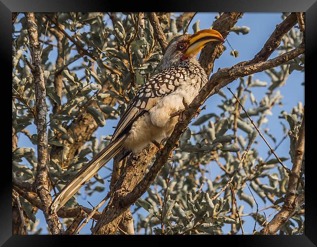 Southern Yellow Billed Hornbill in Kruger Framed Print by colin chalkley