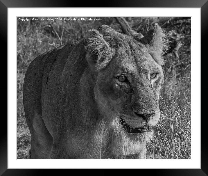 Lioness in Kruger National Park Framed Mounted Print by colin chalkley