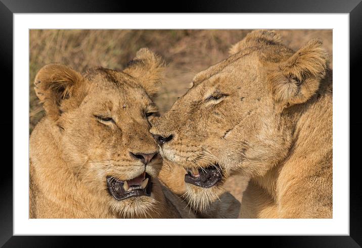 Lioness and cub in Kruger Park Framed Mounted Print by colin chalkley