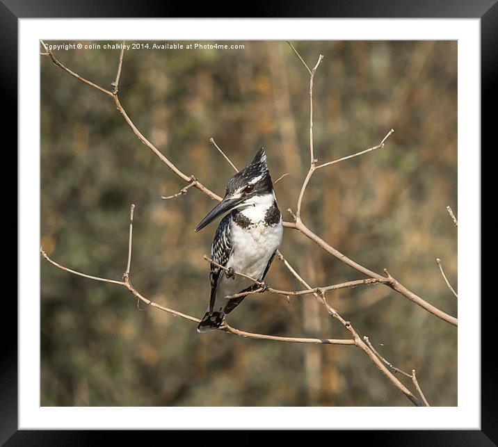 South African Pied Kingfisher Framed Mounted Print by colin chalkley