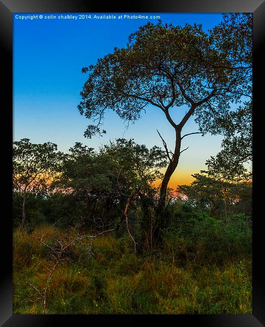 Pre-Dawn in the African Bush Framed Print by colin chalkley
