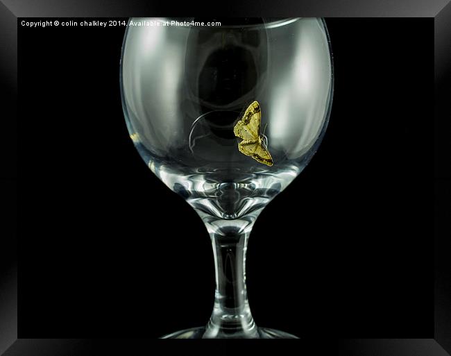 Moth on a wineglass Framed Print by colin chalkley