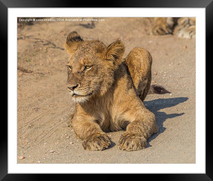 Kruger National Park - Lion Cub Framed Mounted Print by colin chalkley