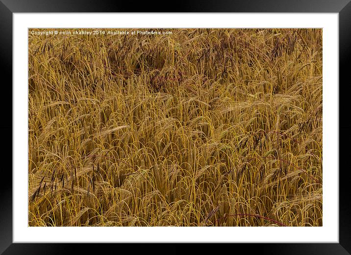 A Field of Barley Framed Mounted Print by colin chalkley