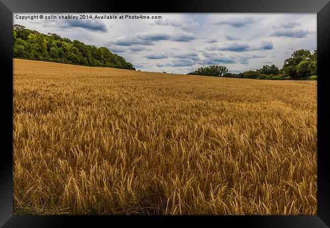 Barley Field in the Chilterns Framed Print by colin chalkley